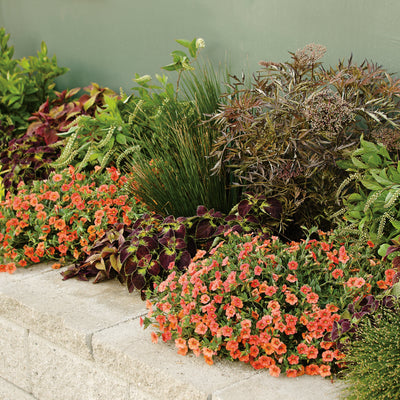 Superbells Dreamsicle Calibrachoa in use.