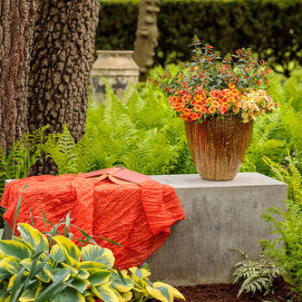 Superbells Dreamsicle Calibrachoa in use.