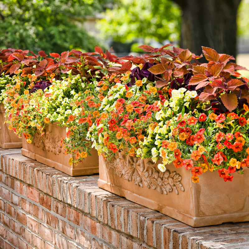 Superbells Dreamsicle Calibrachoa in use.