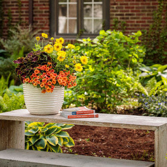 Superbells Dreamsicle Calibrachoa in use.