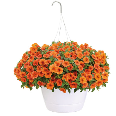 Superbells Dreamsicle Calibrachoa in container.