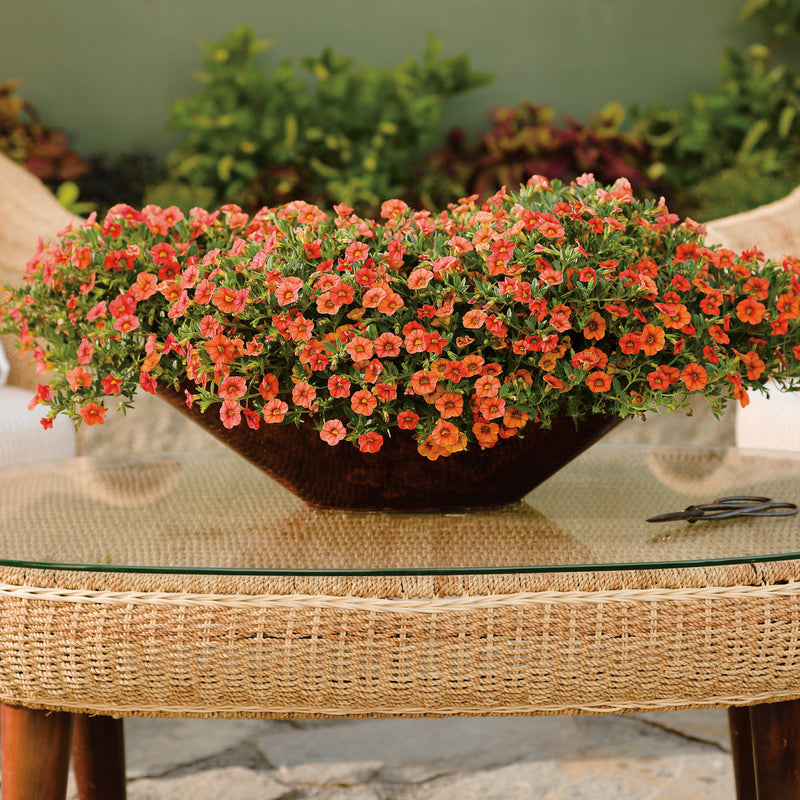 Superbells Dreamsicle Calibrachoa in use.