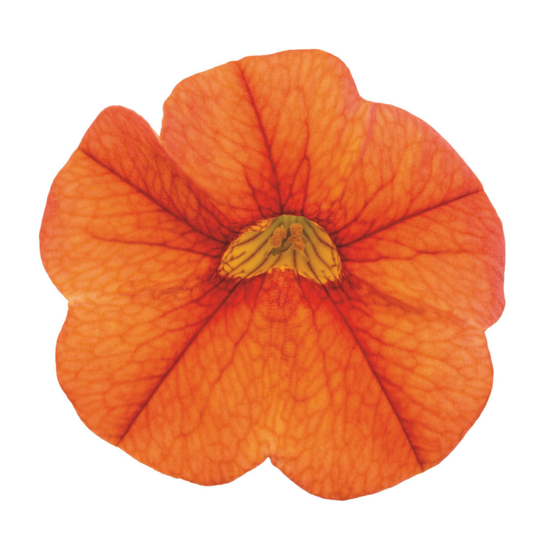 Calibrachoa | Superbells® Dreamsicle® | Proven Winners® Annuals