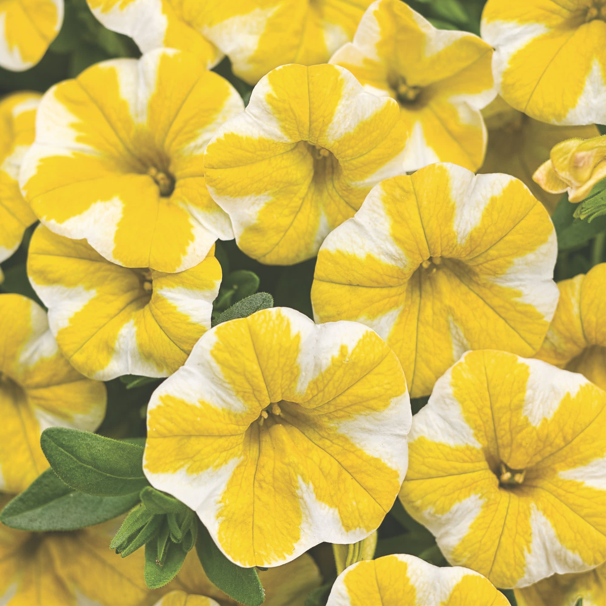 Calibrachoa | Superbells® Lemon Slice® | Proven Winners® Annuals