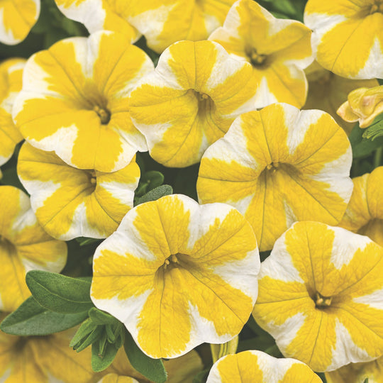 Superbells® Lemon Slice® Calibrachoa