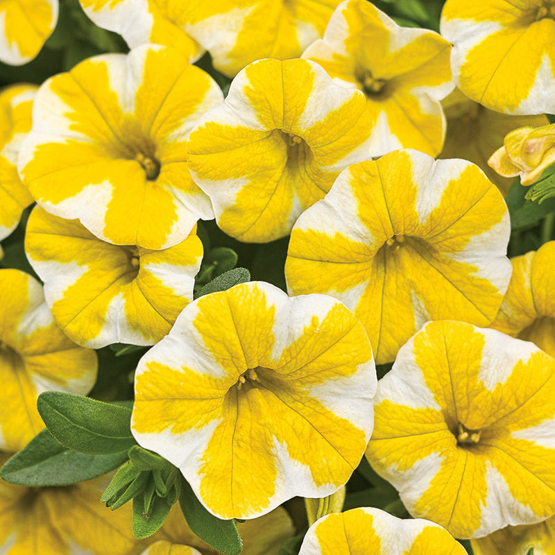 Superbells Lemon Slice Calibrachoa up close.