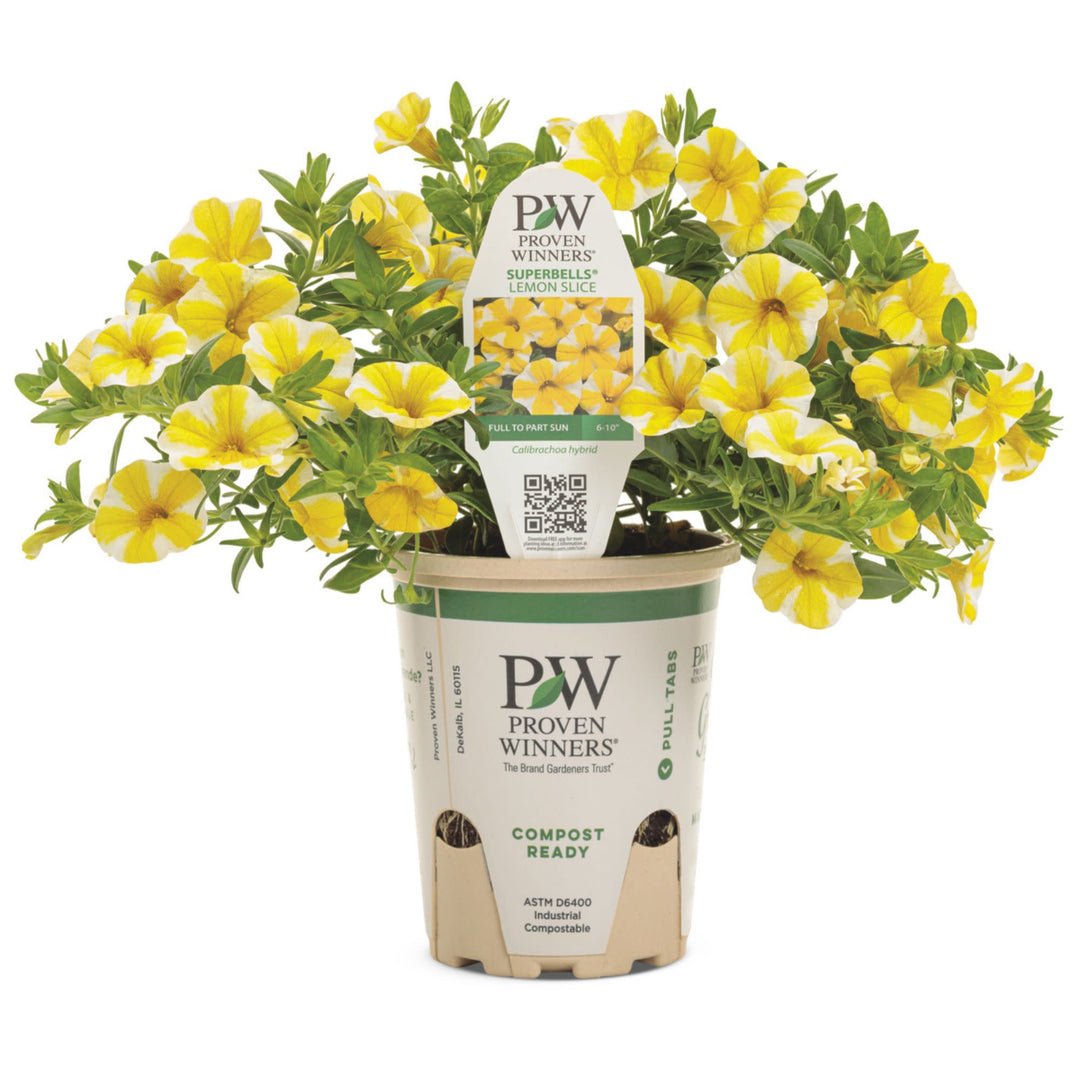 Calibrachoa | Superbells® Lemon Slice® | Proven Winners® Annuals