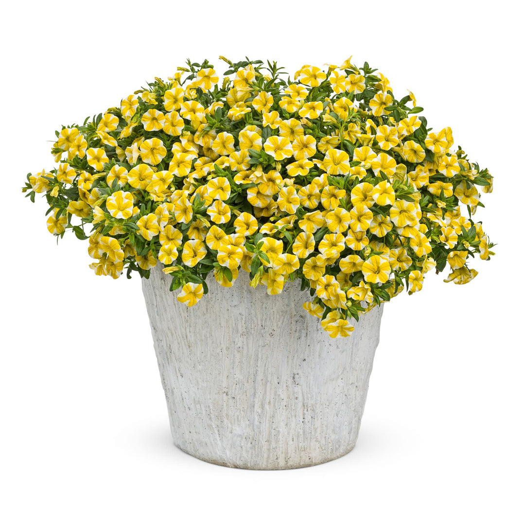 TAN レモンビスチェ junmikami fumikauchida Calibrachoa | Superbells® Lemon Slice® | Proven Winners® Annuals