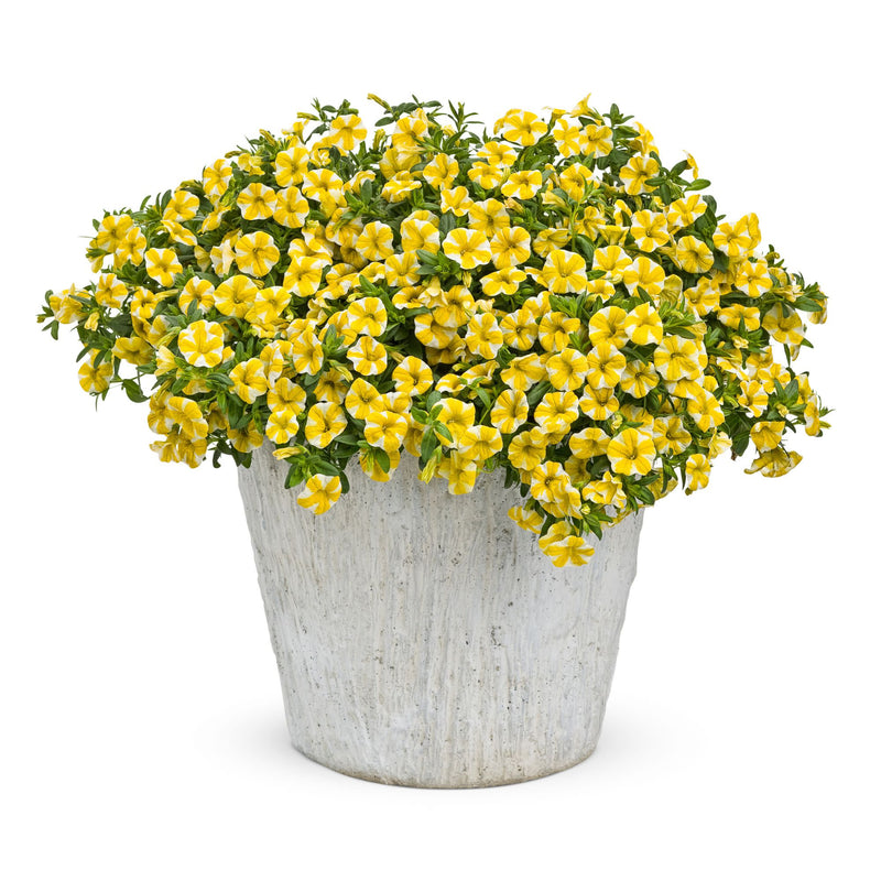 Superbells® Lemon Slice® Calibrachoa