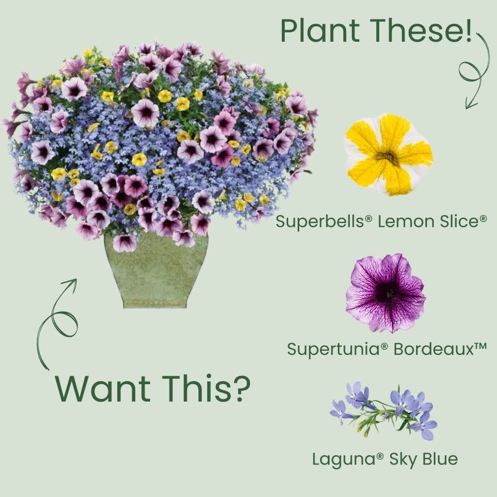 Calibrachoa | Superbells® Lemon Slice® | Proven Winners® Annuals