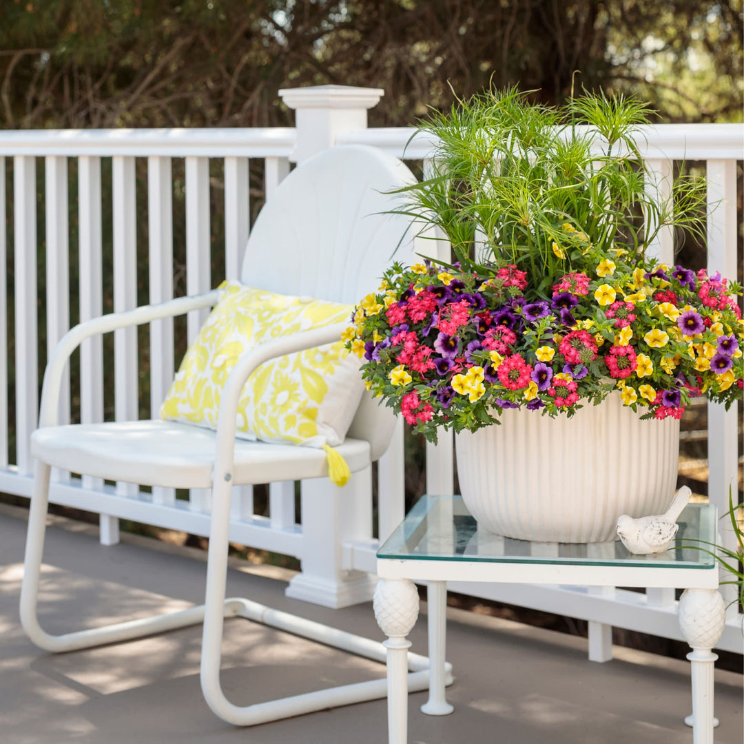 Calibrachoa | Superbells® Lemon Slice® | Proven Winners® Annuals