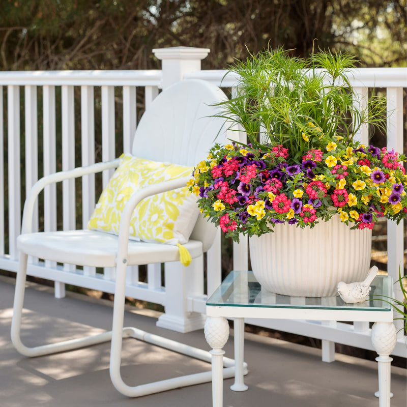 Superbells® Lemon Slice® Calibrachoa