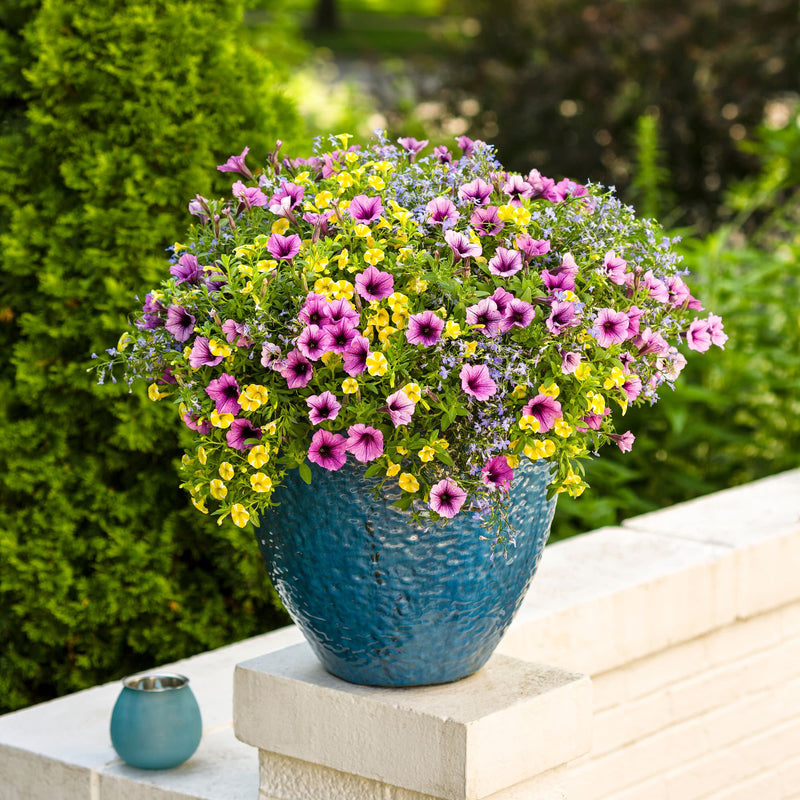 Superbells® Lemon Slice® Calibrachoa