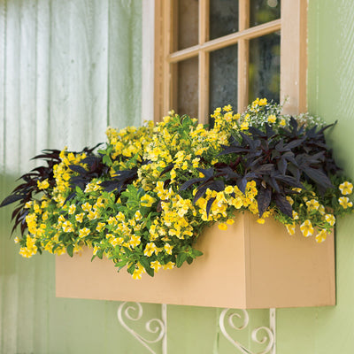 Superbells® Lemon Slice® Calibrachoa