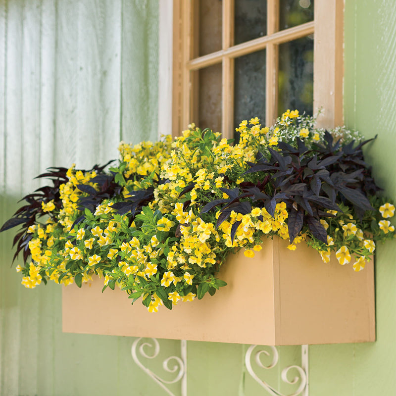 Superbells® Lemon Slice® Calibrachoa