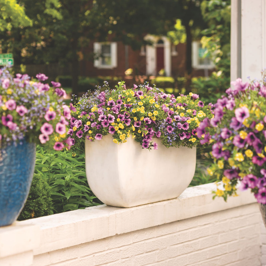 Calibrachoa | Superbells® Lemon Slice® | Proven Winners® Annuals