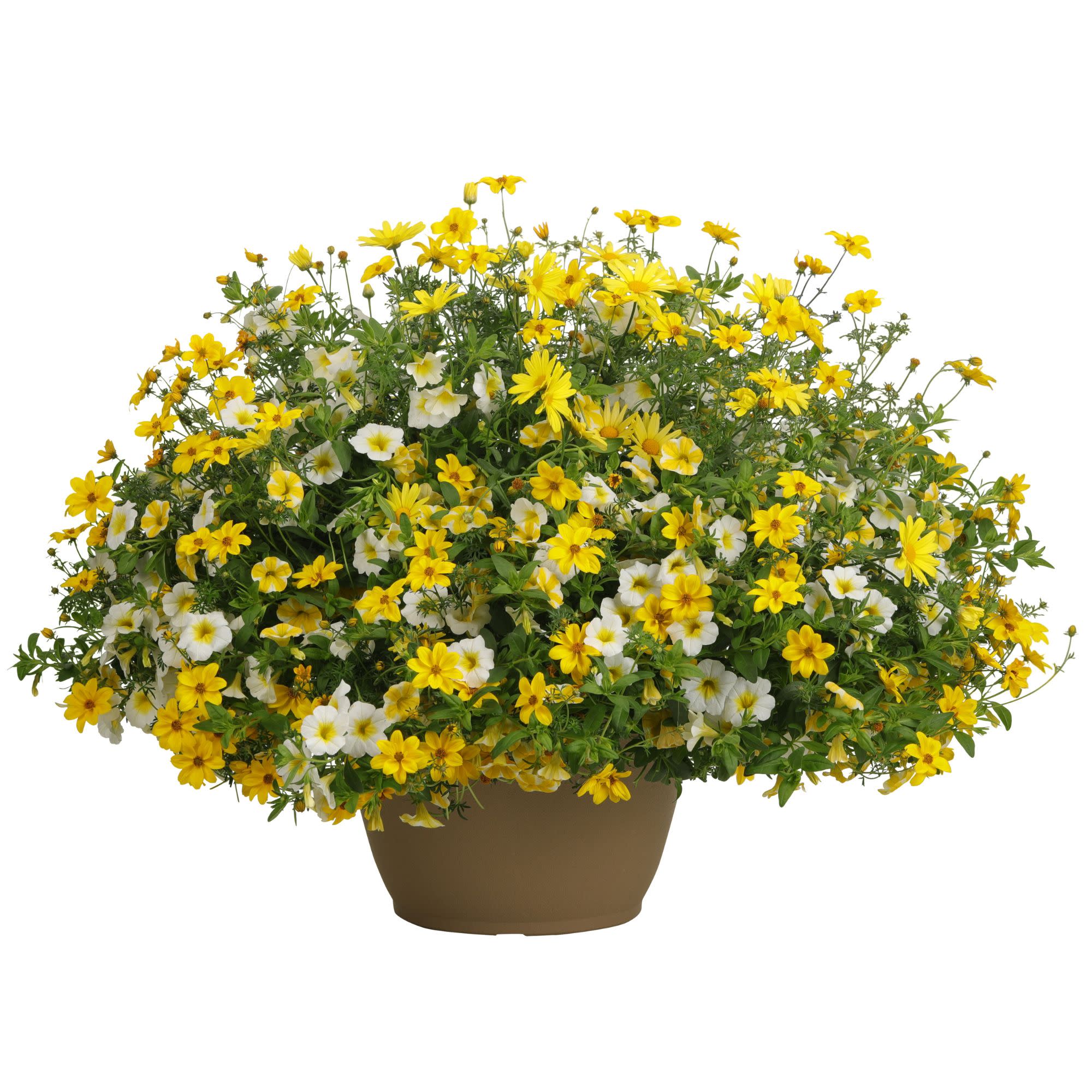 Calibrachoa | Superbells® Lemon Slice® | Proven Winners® Annuals