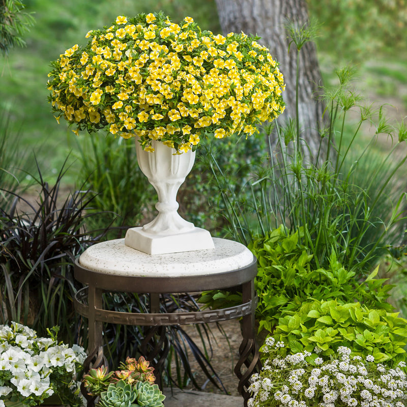 Superbells® Lemon Slice® Calibrachoa