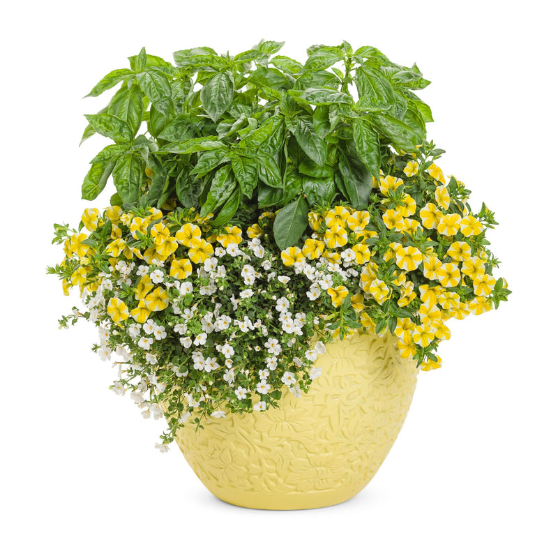 Superbells® Lemon Slice® Calibrachoa