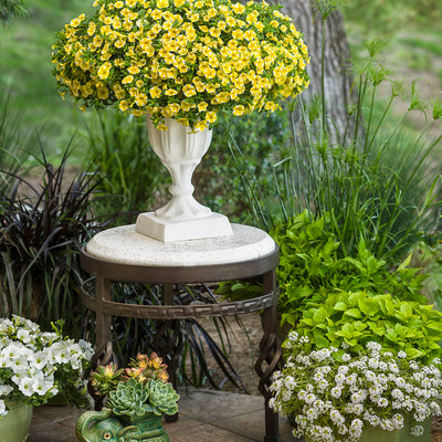 Superbells Lemon Slice Calibrachoa in use.