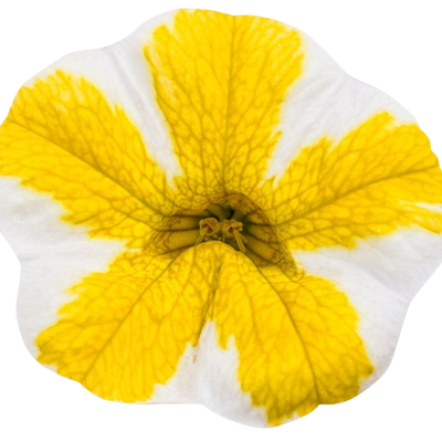 Superbells® Lemon Slice® Calibrachoa (Calibrachoa hybrid)