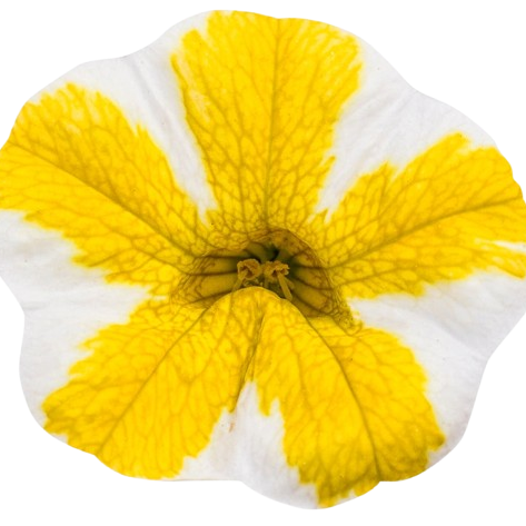 Superbells® Lemon Slice® Calibrachoa (Calibrachoa hybrid)