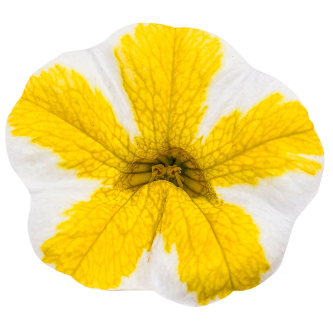 Calibrachoa | Superbells® Lemon Slice® | Proven Winners® Annuals