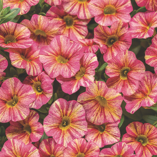 Superbells® Tropical Sunrise Calibrachoa