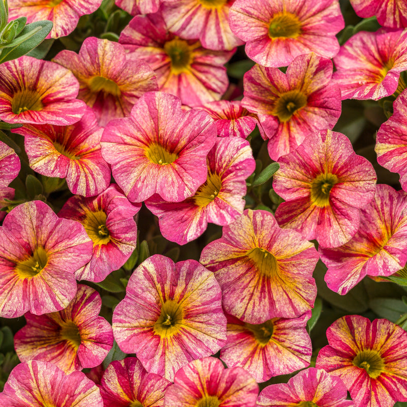 Superbells Tropical Sunrise Calibrachoa up close.