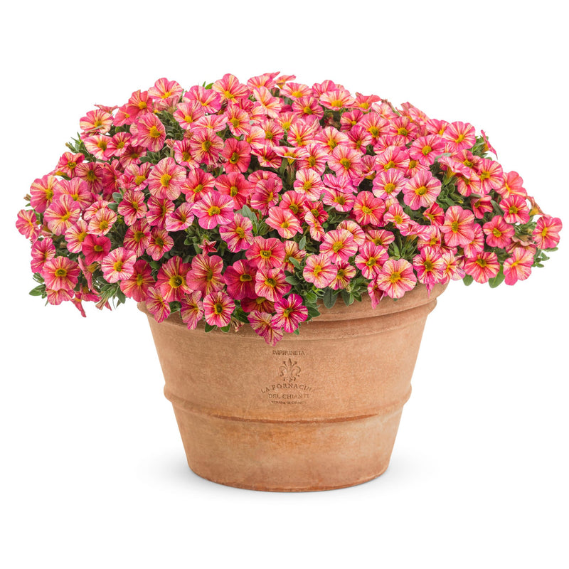 Superbells® Tropical Sunrise Calibrachoa