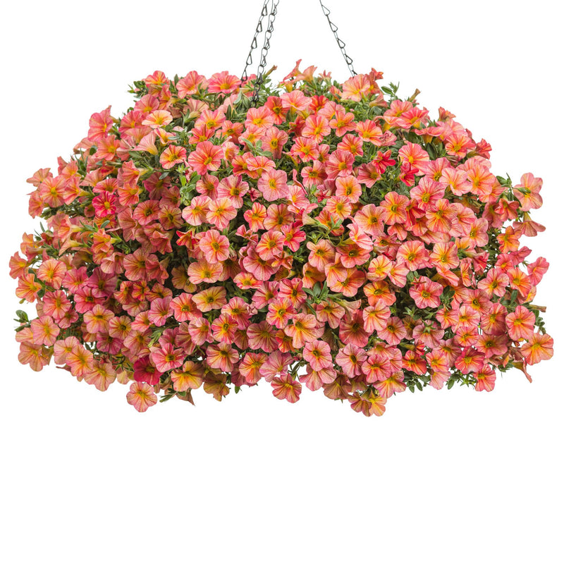 Superbells® Tropical Sunrise Calibrachoa
