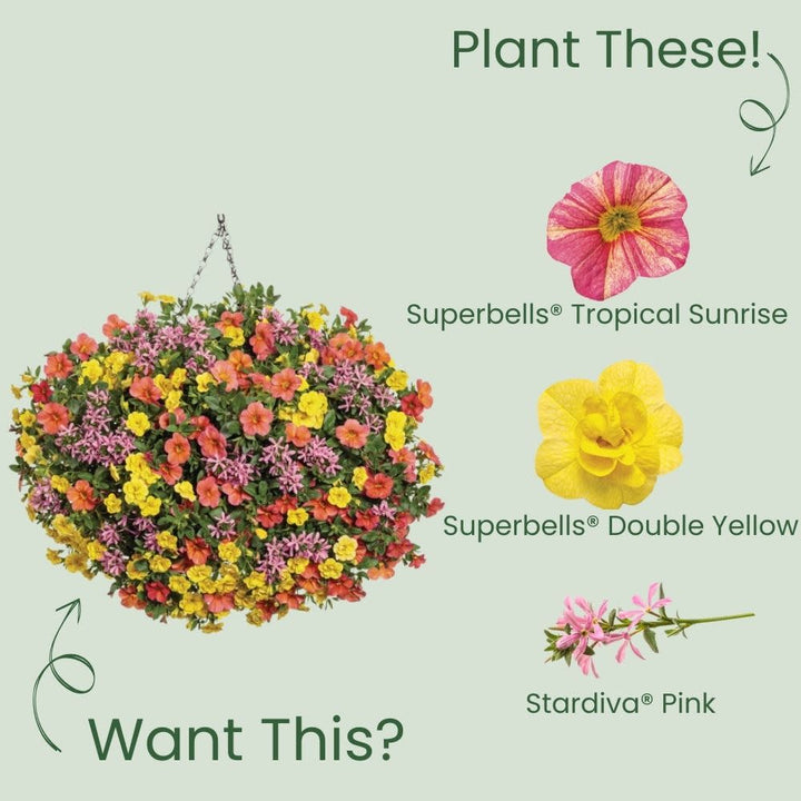Calibrachoa | Superbells® Tropical Sunrise | Proven Winners