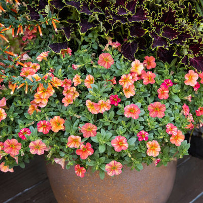 Superbells® Tropical Sunrise Calibrachoa (Calibrachoa hybrid)