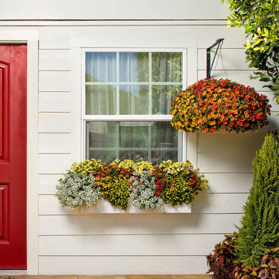Superbells® Tropical Sunrise Calibrachoa
