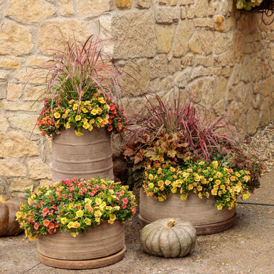 Superbells® Tropical Sunrise Calibrachoa