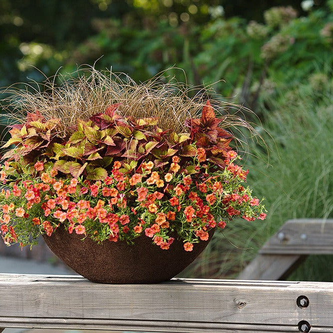 Superbells Tropical Sunrise Calibrachoa in use.