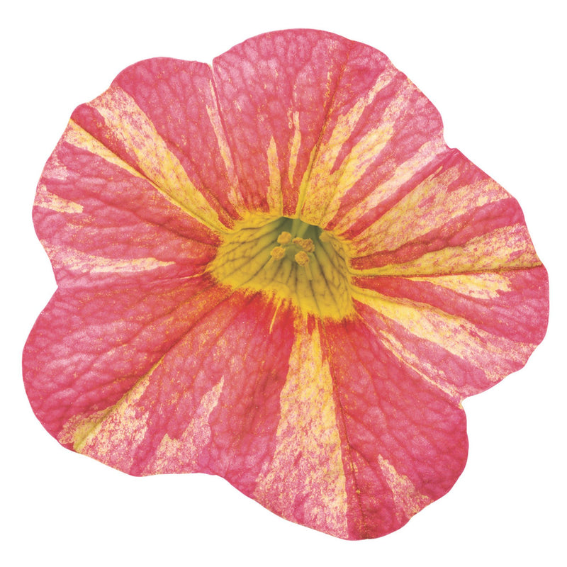 Superbells® Tropical Sunrise Calibrachoa