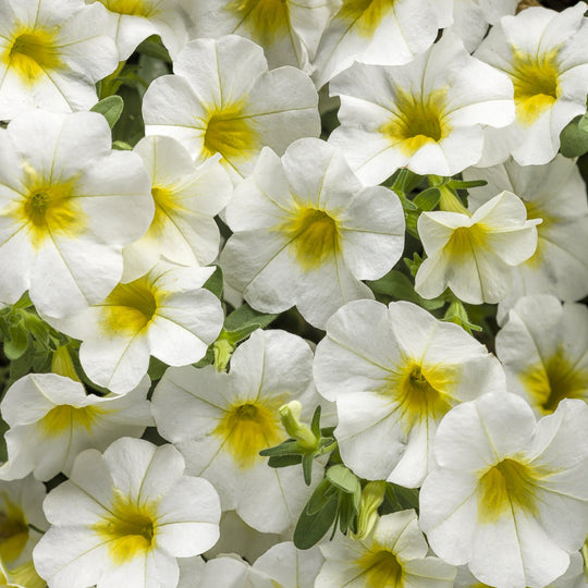 Superbells® Over Easy™ Calibrachoa