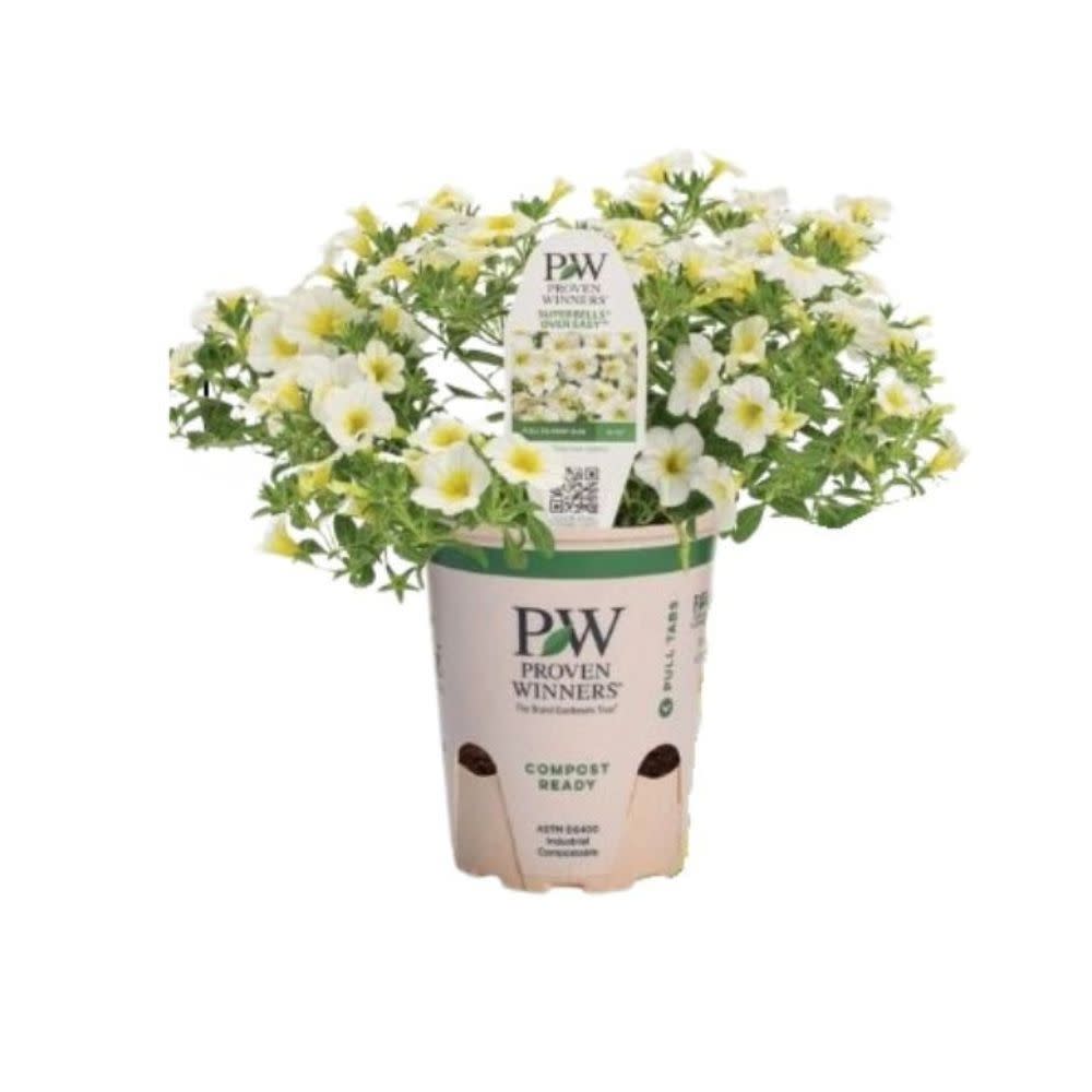 Superbells® Over Easy™ Calibrachoa
