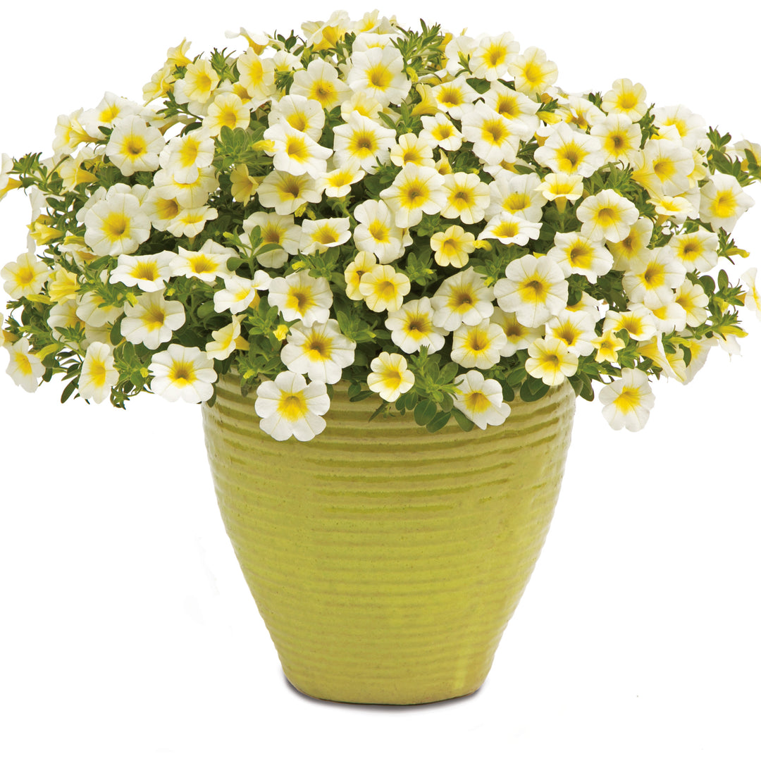 Superbells® Over Easy™ Calibrachoa