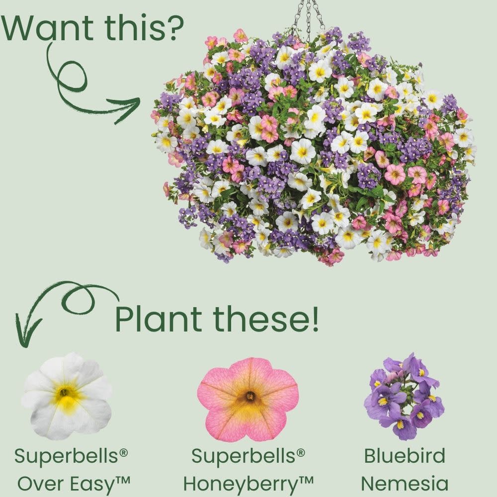 Superbells® Over Easy™ Calibrachoa