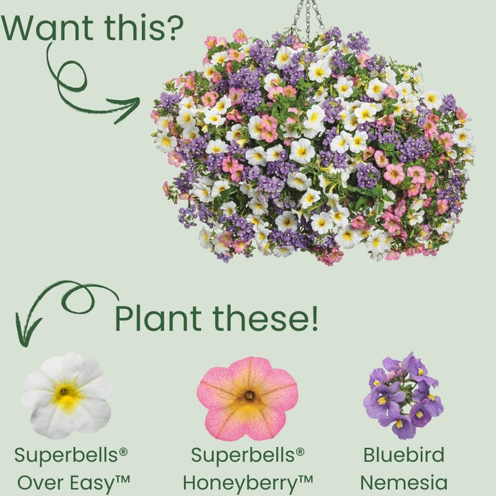 Calibrachoa | Superbells® Over Easy™ | Proven Winners® Annuals