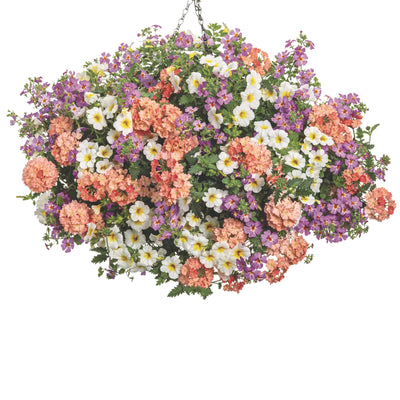 Superbells® Over Easy™ Calibrachoa