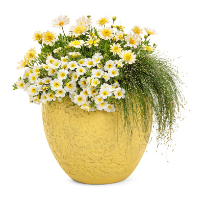 Superbells® Over Easy™ Calibrachoa