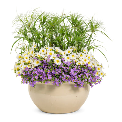 Superbells® Over Easy™ Calibrachoa