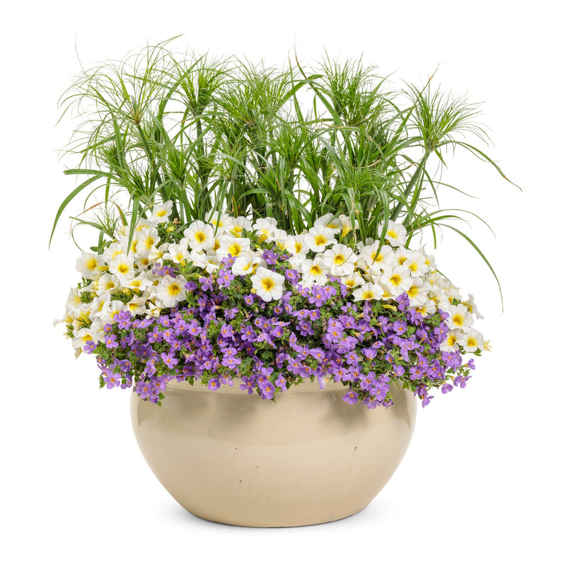 Superbells® Over Easy™ Calibrachoa