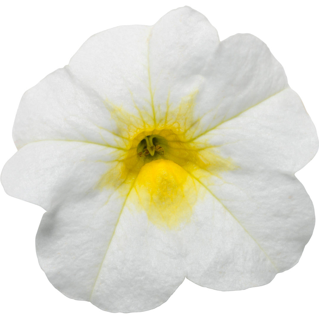 Superbells® Over Easy™ Calibrachoa