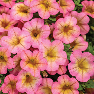 Superbells® Honeyberry™ Calibrachoa
