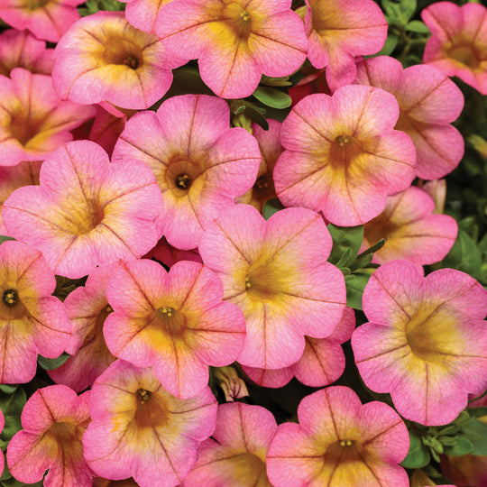 Superbells® Honeyberry™ Calibrachoa