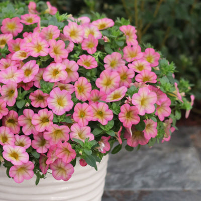 Superbells® Honeyberry™ Calibrachoa